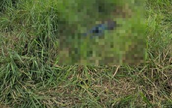 Machadinho: Corpo é encontrado em propriedade rural na linha MA-32
