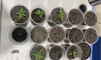 Porto Velho: Apartamento vira ponto de cultivo de drogas e mulher é presa