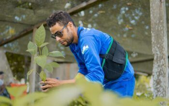 Jaru Mais Verde: além da doação de mudas, Prefeitura também realizará plantio de árvores em frente às residências; solicitação deve ser feita à Semeagro