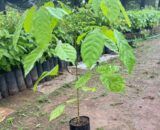 Quer plantar e colher? Viveiro Ji-Paraná tem variedade e qualidade garantida em Mudas Frutíferas e Reflorestamento