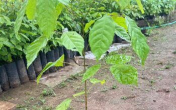 Quer plantar e colher? Viveiro Ji-Paraná tem variedade e qualidade garantida em Mudas Frutíferas e Reflorestamento