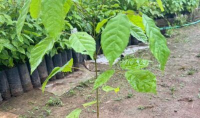 Quer plantar e colher? Viveiro Ji-Paraná tem variedade e qualidade garantida em Mudas Frutíferas e Reflorestamento