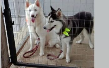 Jaru: Tutora procura por husky desaparecidas e pede ajuda da população