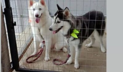 Jaru: Tutora procura por husky desaparecidas e pede ajuda da população