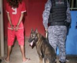 Operação do PATAMO e Canil de Jaru frustram transporte de drogas em Vale do Anari