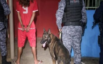 Operação do PATAMO e Canil de Jaru frustram transporte de drogas em Vale do Anari