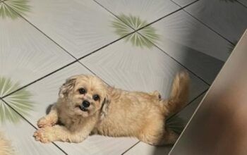 PROCURA-SE – CACHORRO DESAPARECIDO NO SETOR 07 EM JARU