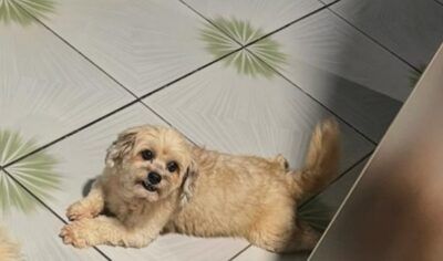 PROCURA-SE – CACHORRO DESAPARECIDO NO SETOR 07 EM JARU