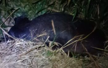 Carreta atinge vaca solta na BR-364 entre Jaru e Ouro Preto do Oeste