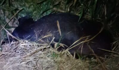 Carreta atinge vaca solta na BR-364 entre Jaru e Ouro Preto do Oeste