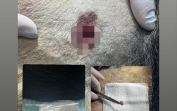 Jaru: Cão é baleado com arma de pressão no setor 06 e caso será investigado