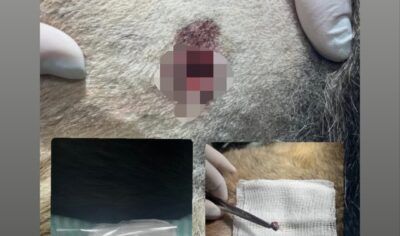 Jaru: Cão é baleado com arma de pressão no setor 06 e caso será investigado