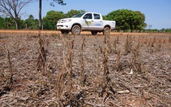 Durante 90 dias, fica proibido plantar ou até mesmo manter viva qualquer planta de soja em RO