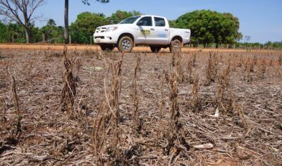 Durante 90 dias, fica proibido plantar ou até mesmo manter viva qualquer planta de soja em RO