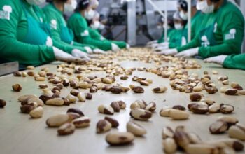 Levantamento com dados oficiais do Governo Federal coloca Jaru em destaque nacional na exportação de Castanha-do-Brasil industrializada