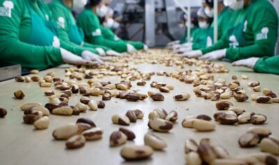 Levantamento com dados oficiais do Governo Federal coloca Jaru em destaque nacional na exportação de Castanha-do-Brasil industrializada