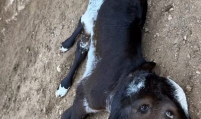 Jaru: Caso raro: bezerro com duas cabeças nasce em propriedade rural na Linha 625