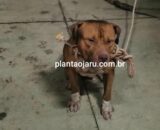 Jaru: Após denúncia, pit bull solto na rua é capturado e está no Quartel do Corpo de Bombeiros para ser retirado pelo seu tutor