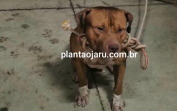 Jaru: Após denúncia, pit bull solto na rua é capturado e está no Quartel do Corpo de Bombeiros para ser retirado pelo seu tutor