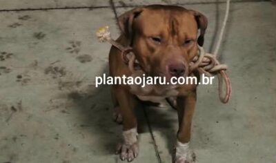 Jaru: Após denúncia, pit bull solto na rua é capturado e está no Quartel do Corpo de Bombeiros para ser retirado pelo seu tutor