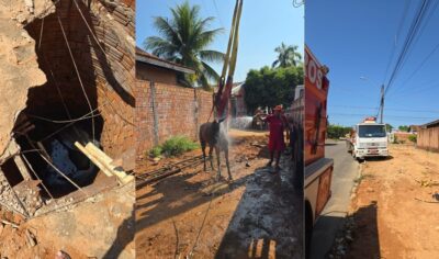 Ji-Paraná: Égua cai em fossa e fica presa por oito horas antes de ser resgatada por bombeiros