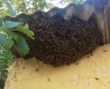 Homem morre após ser atacado por enxame de abelhas em Porto Velho