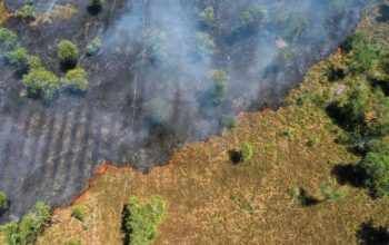 Desmatamento na Amazônia atinge menor nível da série histórica em 2025, aponta MapBiomas